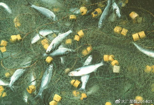 AquaTech 2026 馬來西亞漁業(yè)展覽會(huì) 領(lǐng)航漁業(yè)新紀(jì)元，驅(qū)動(dòng)畜牧漁業(yè)飼料銷售創(chuàng)新