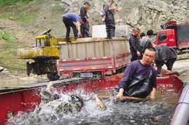 三板溪庫區(qū)碼頭 漁業(yè)與飼料銷售的雙重繁榮